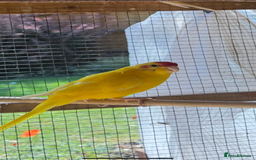 Parakeets birds for sale: Yellow male kakariki  - Image 3