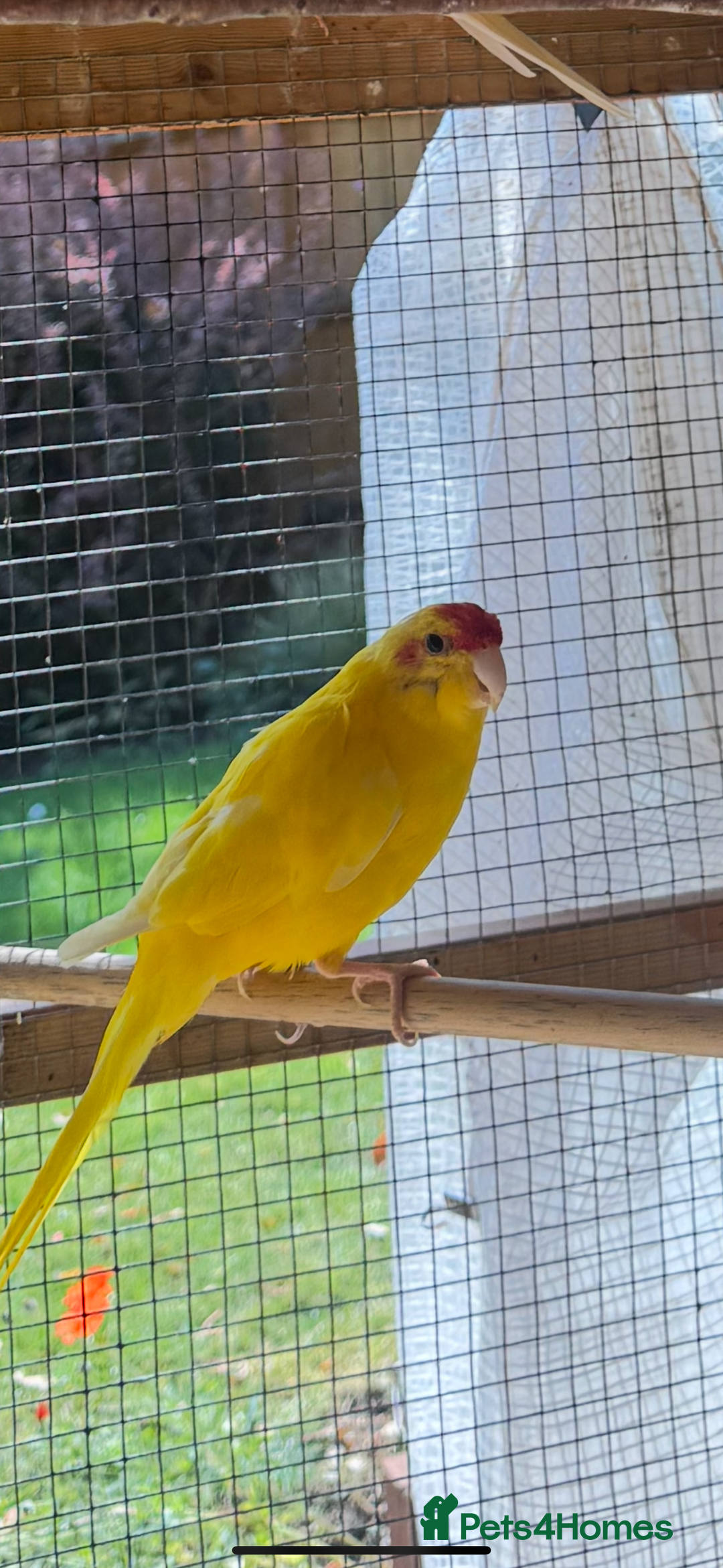 Parakeets birds for sale: Yellow male kakariki  - Image 3