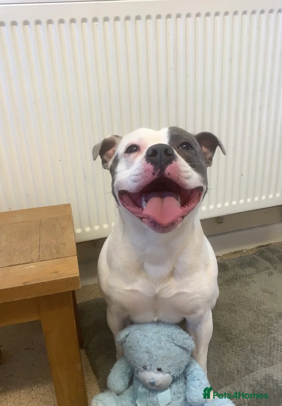 Staffordshire Bull Terrier dogs for sale: Beautiful blue & white Staffordshire bull terrier - Advert 15