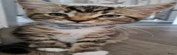 Mixed Breed cats for sale: Kittens - Advert 3