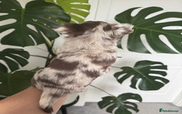 Chihuahua dogs for sale: Last Boy- Chihuahua Longhair Blue Eye Merle Boy - Image 9