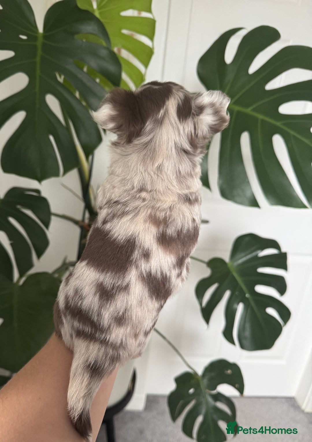 Chihuahua dogs for sale: Last Boy- Chihuahua Longhair Blue Eye Merle Boy - Image 9