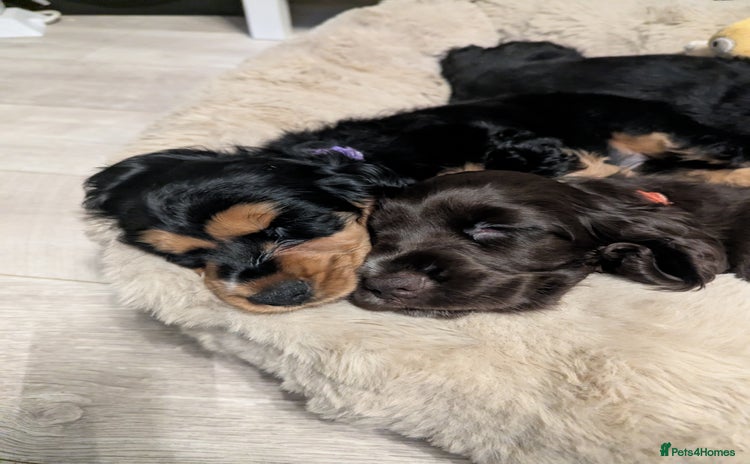 Cocker Spaniel dogs - Advert 9