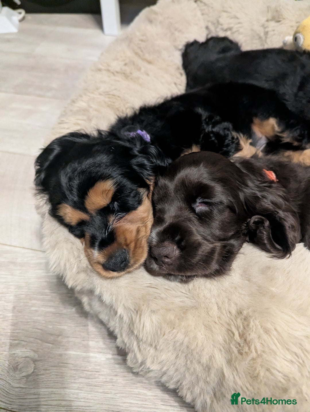 Cocker Spaniel dogs for sale: LAST ONE GIRL NEW🏠Kc reg English Cockerspaniel 🏠 - Advert 2