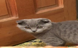 Scottish Fold cats for sale: 🌸🌸Blue  Fold girls available for reservation 🌸 - Image 5