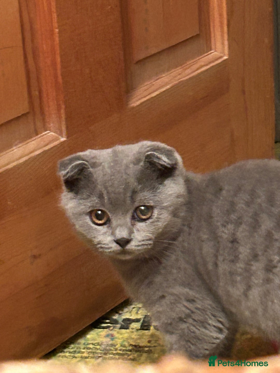 Scottish Fold cats for sale: 🌸🌸Blue  Fold girls available for reservation 🌸 - Image 5