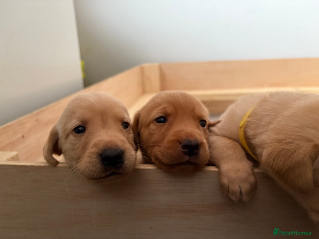 Labrador Retriever dogs for sale: Labradors for sale  - Image 8
