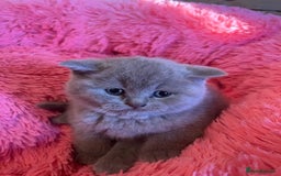 British Shorthair cats for sale: British shorthair kittens lilac/blue - Image 16