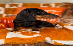 Miniature Dachshund dogs for sale: 🩷🩷 Two Beautiful KC girls🩷🩷 - Image 3