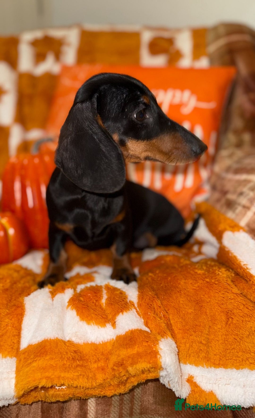Miniature Dachshund dogs for sale: 🩷🩷 Two Beautiful KC girls🩷🩷 - Image 3
