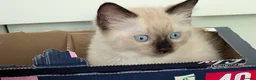 Ragdoll cats for sale: 5 ragdolls ready for their forever home - Advert 21