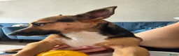 Jack Russell dogs for sale: Gus: Affectionate Jack Russell Seeks Loving Home - Advert 10