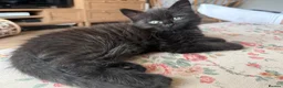 British Longhair cats for sale: Black longhair Kitten🐾 - Advert 3