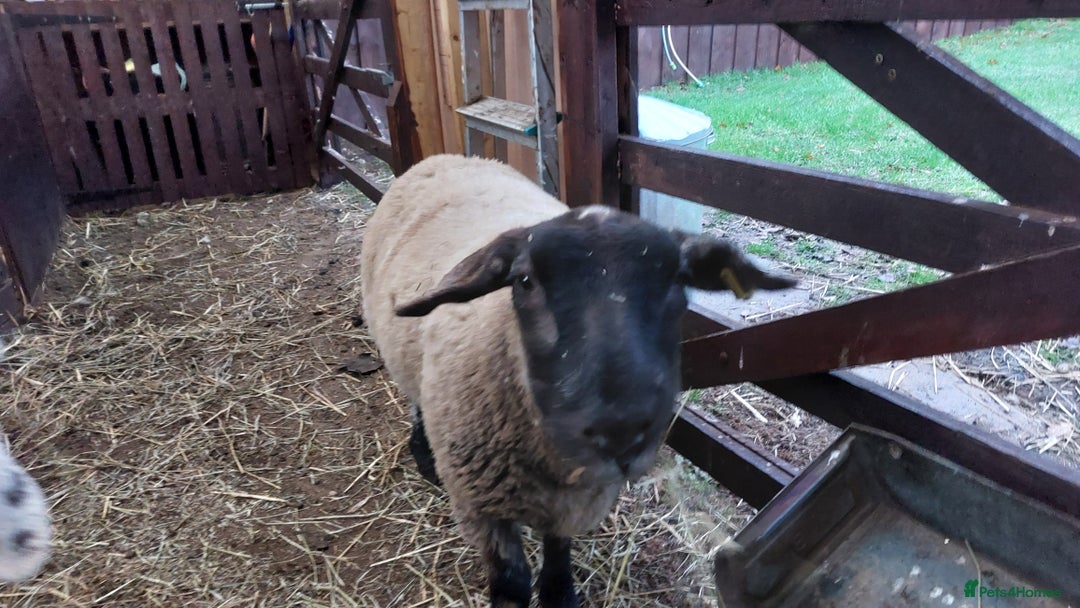 Sheep livestock for sale: Suffolk Sheep Wether - Advert 2