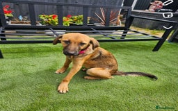 Mixed Breed dogs for adoption: BETSY-2yrs, 22kg, loves dogs/well trained/playful - Image 9