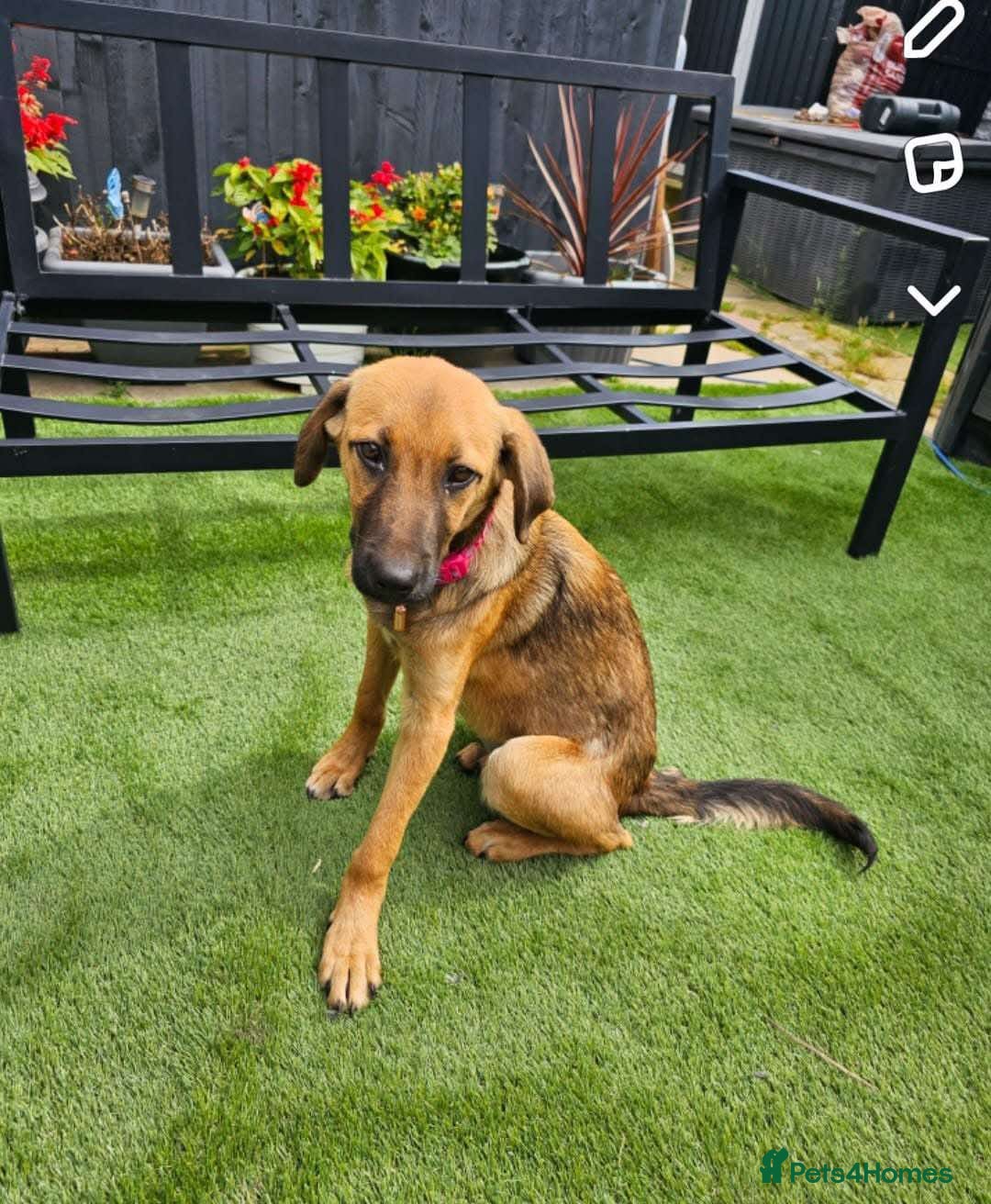 Mixed Breed dogs for adoption: BETSY-2yrs, 22kg, loves dogs/well trained/playful - Image 9