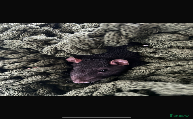 Rat rodents - Advert 5