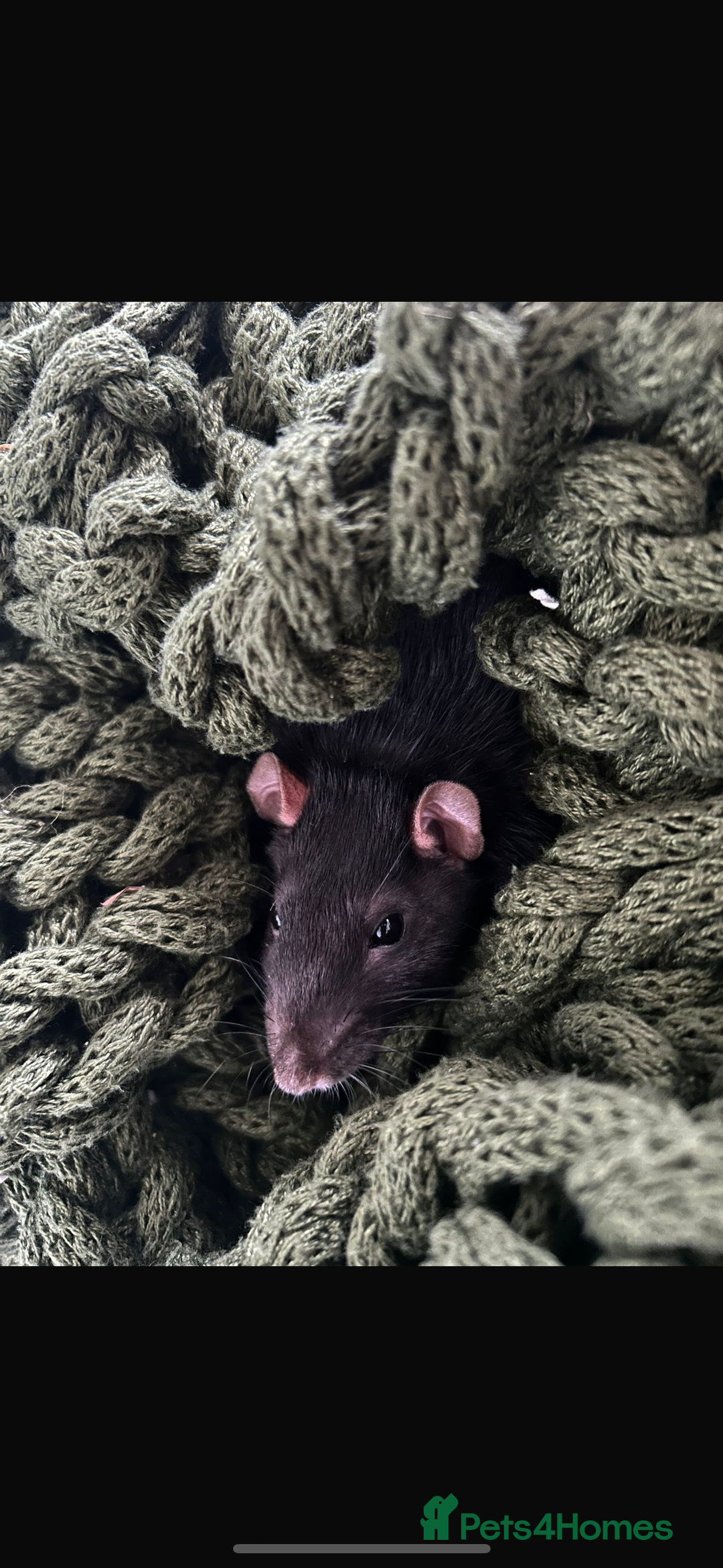 Rat rodents for sale: Male Rat - Image 1