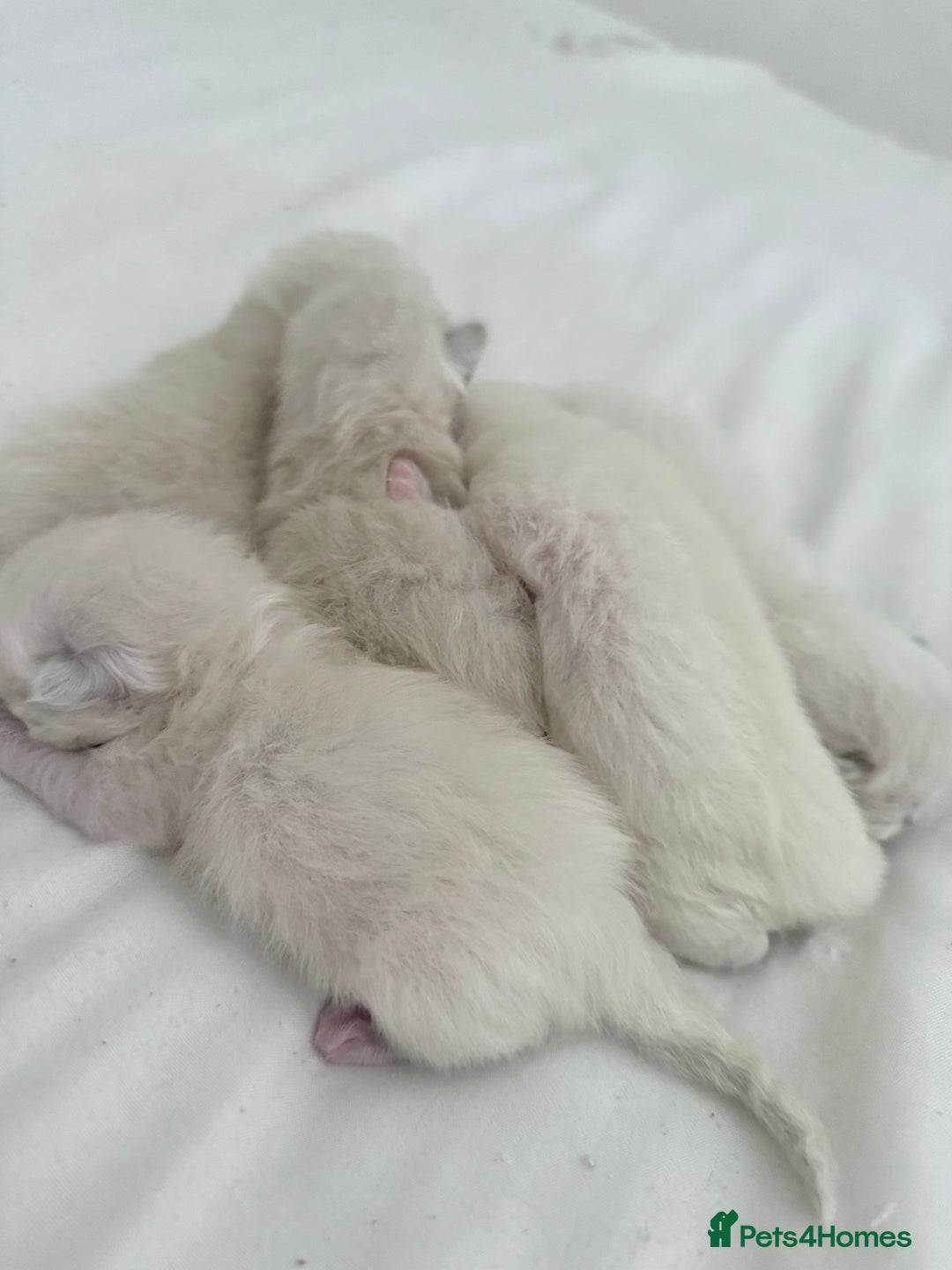 Ragdoll cats for sale: BLUE POINT RAGDOLL KITTENS! - Image 4