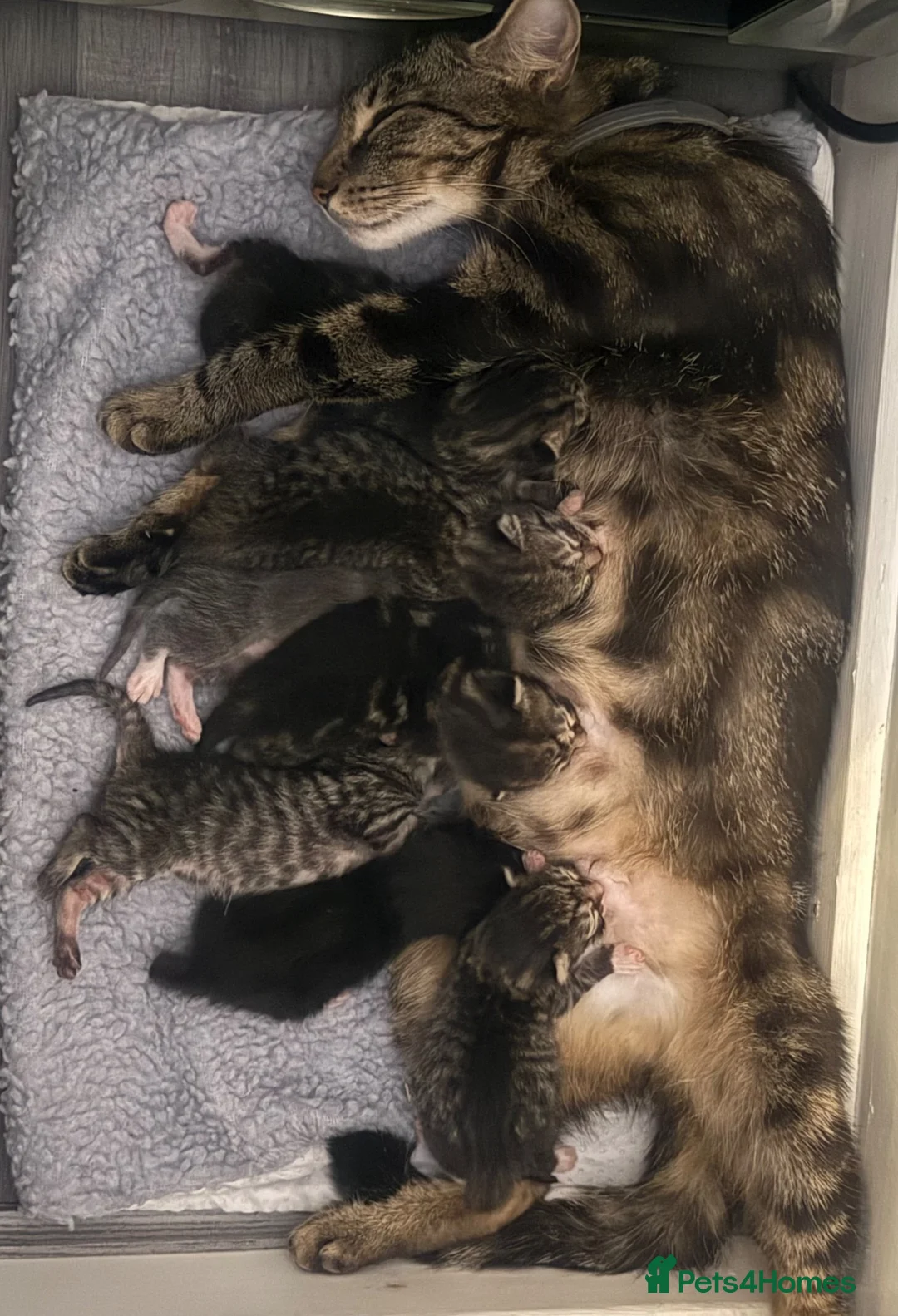Mixed Breed cats for sale: Gorgeous mixed kittens looking for their new home - Advert 1