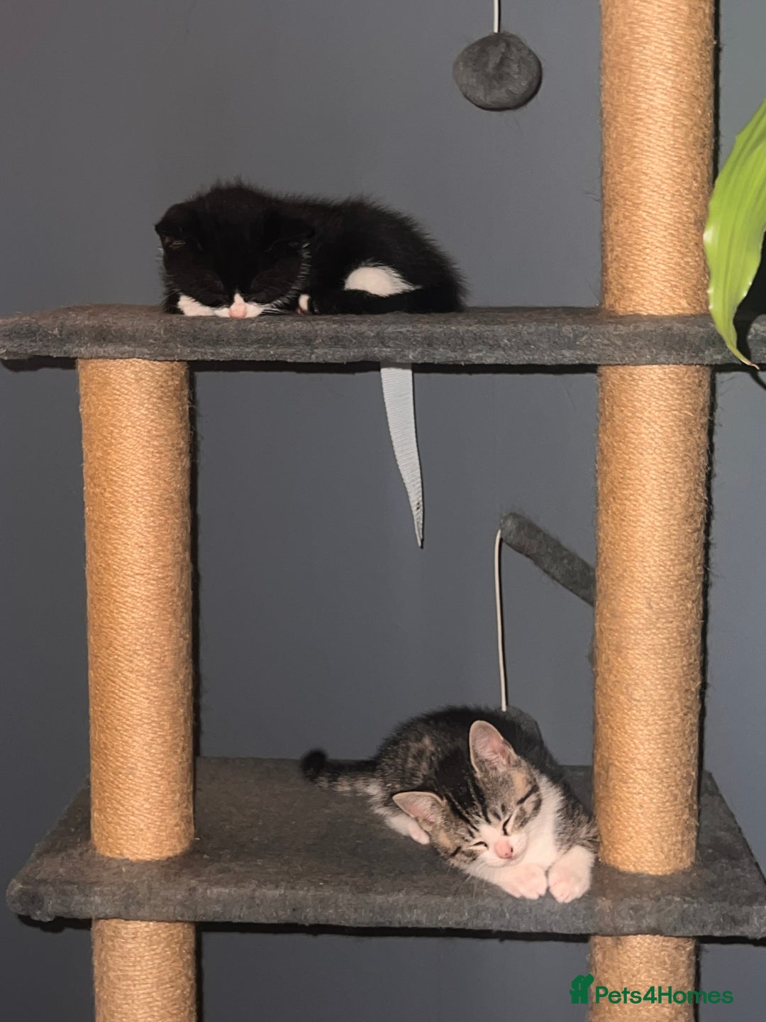 Mixed Breed cats for sale: Third generation of stunning healthy Cats - Advert 5