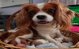 Cavalier King Charles Spaniel dogs for sale: Purebred Cavalier King Charles Spaniels Puppies - Image 11