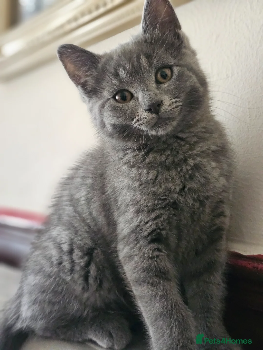 Russian Blue cats for sale: Russian Blue - Advert 4