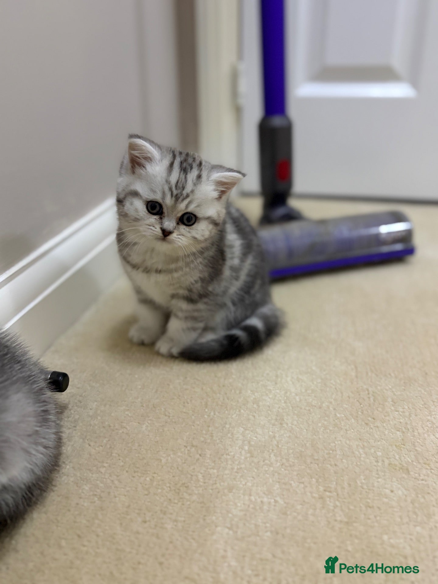Persian cats British Persians  - Advert 2