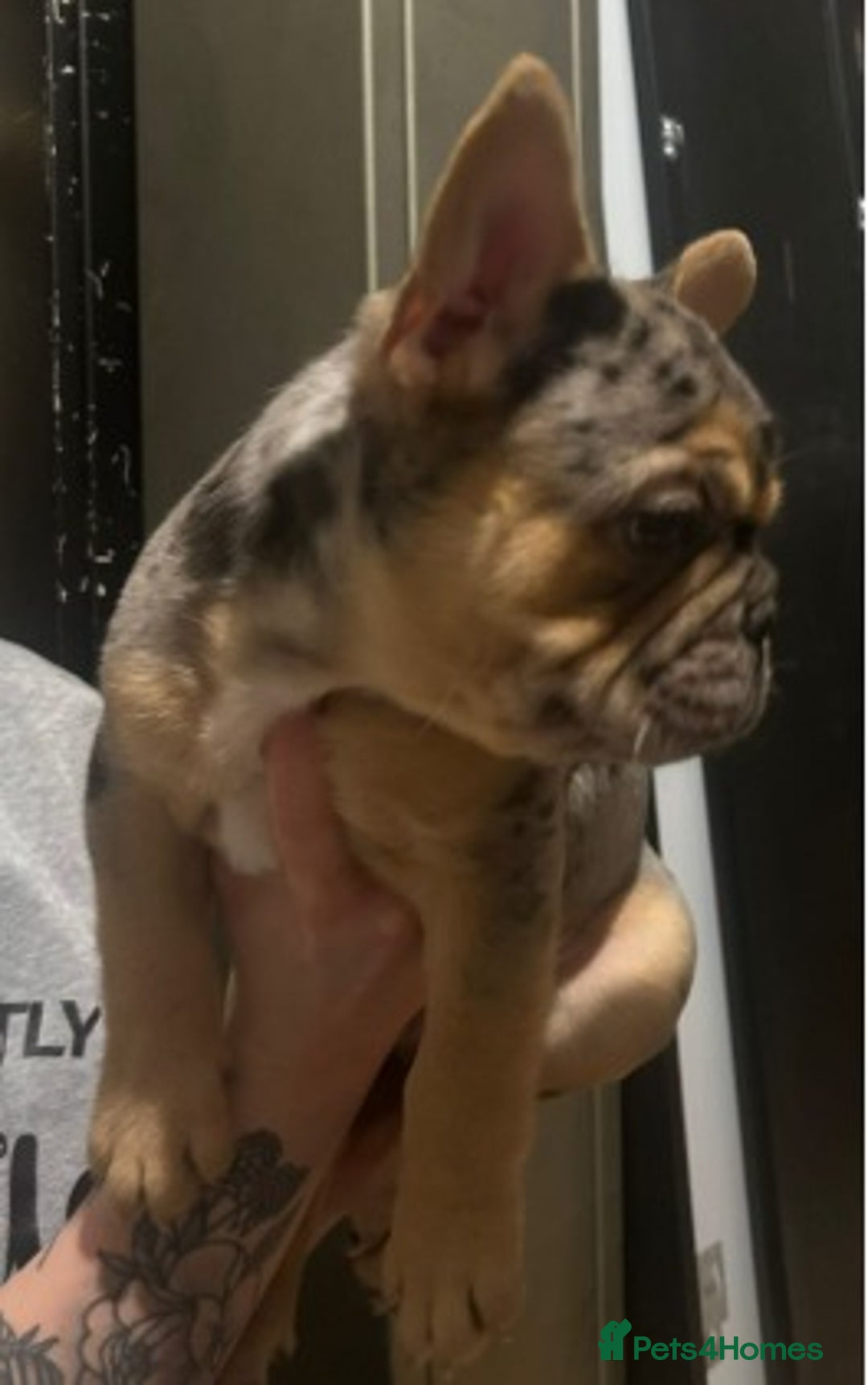 French Bulldog dogs for sale: Stunning French Bulldog Puppies for Sale  - Advert 3