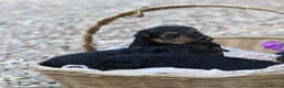 Welsh Terrier dogs for sale: Kc registered Welsh terriers in Southampton - Advert 6