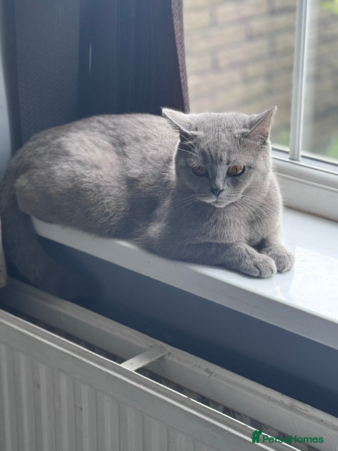 British Shorthair cats for sale: Chunky BSH kittens - Image 8