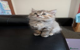 Mixed Breed cats for sale: Fluffy British Shorthair Mix Female Kitten  - Image 2