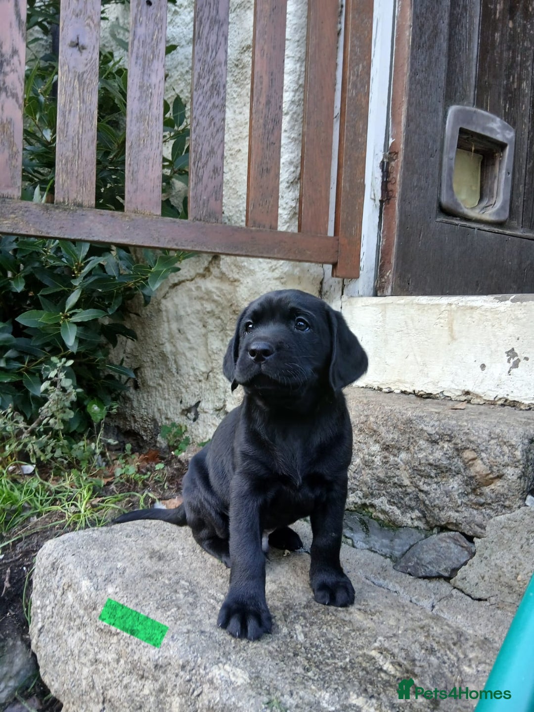 Labrador Retriever dogs for sale: Beautiful KC registered black Labrador puppies - Advert 8