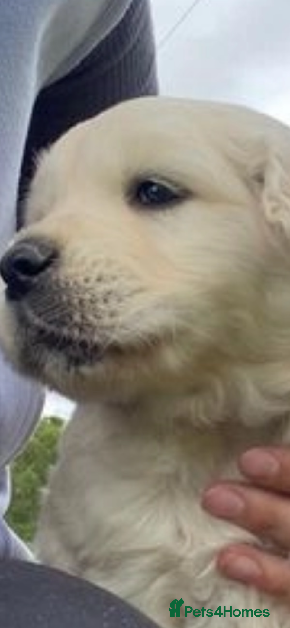 Golden Retriever dogs READY NOW 1 boy left  - Advert 2