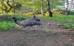 Emus poultry for sale: Emus for Sale - 2023 Hatchlings - Image 1