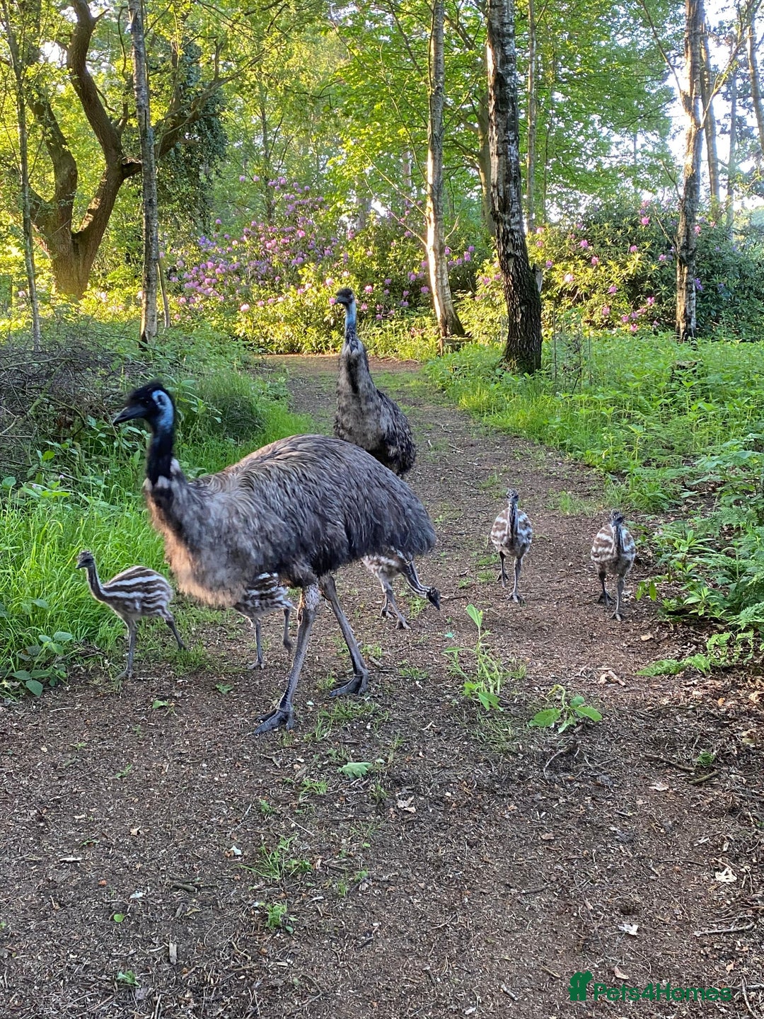 Emus poultry for sale: Emus for Sale - 2023 Hatchlings - Image 1