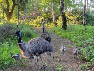 Emus poultry - Advert 1