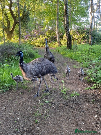 Emus poultry - Advert 1