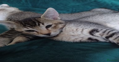 Mixed Breed cats - Advert 10