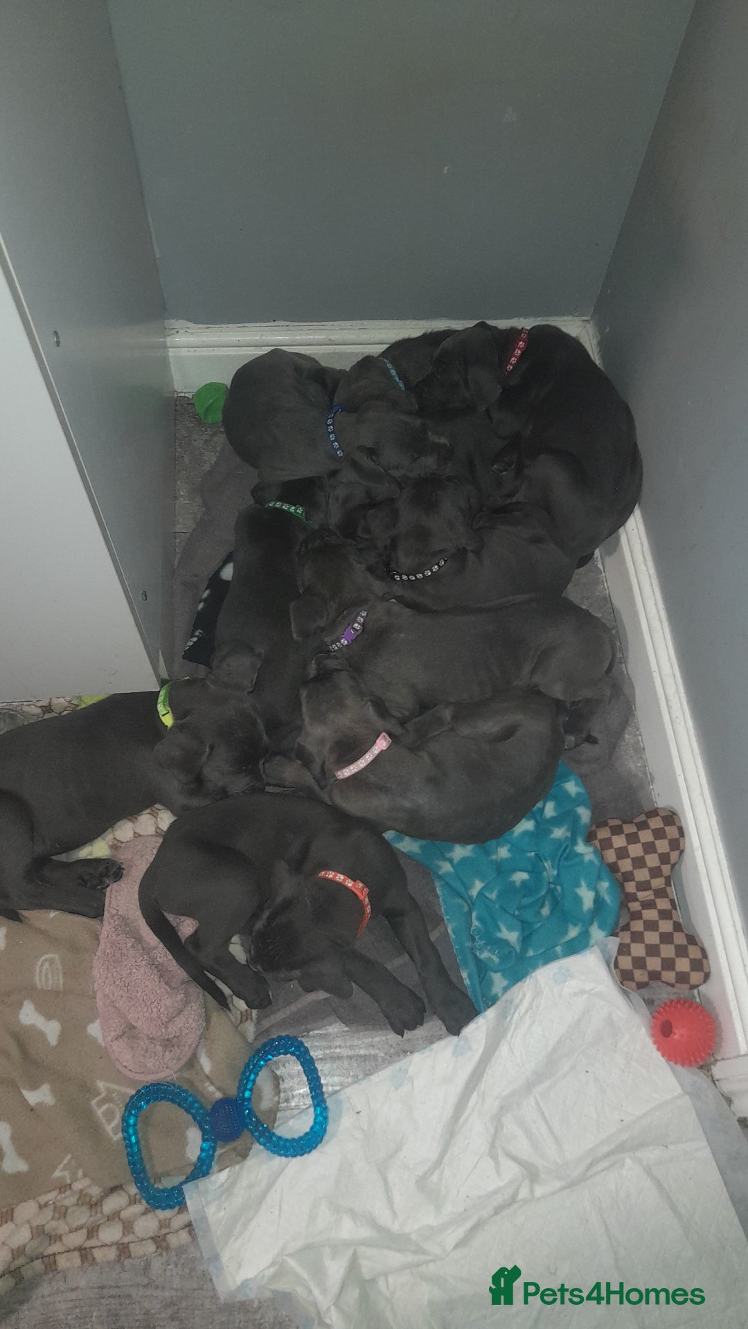 Cane Corso dogs for sale: Cane corso puppies - Image 8