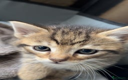 Pixie Bob cats for sale: 3 pixie bob kittens for sale  - Image 5