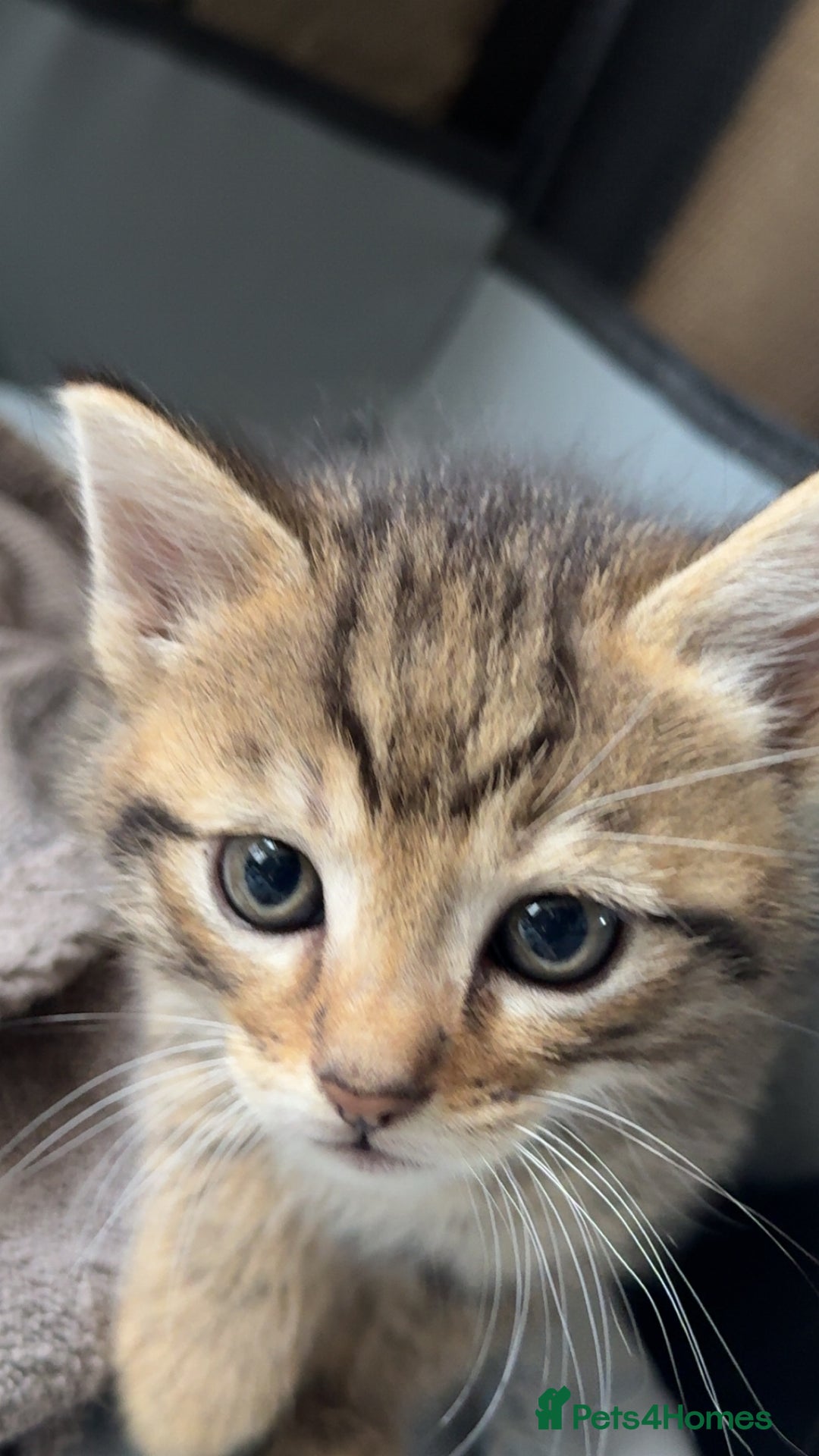Pixie Bob cats for sale: 3 pixie bob kittens for sale  - Image 5