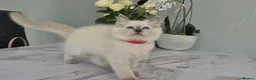 Ragdoll cats for sale: 💙 Blue Point Ragdolls 💙 - Advert 1
