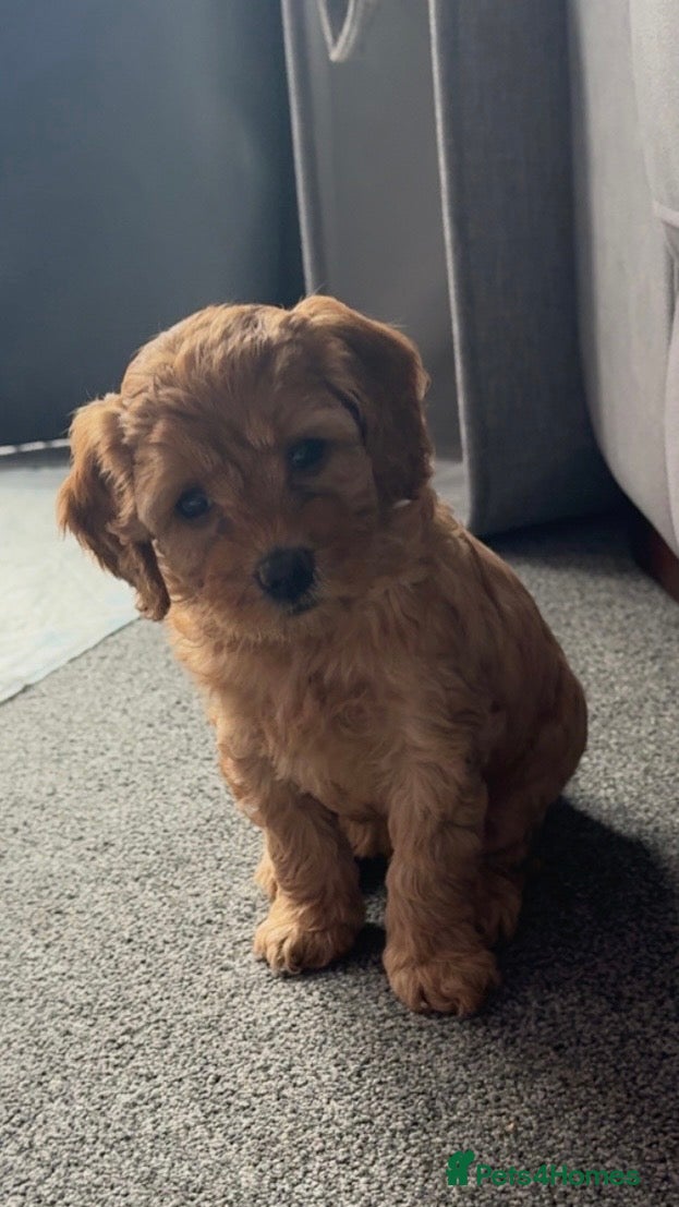 Cavapoo dogs 🩷 One girl available Outstanding Cavapoo puppies  - Advert 5