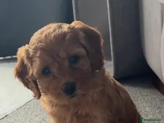 Cavapoo dogs 🩷 One girl available Outstanding Cavapoo puppies - Advert 5