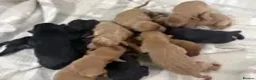 Labrador Retriever dogs for sale: Extensively Health Tested Labrador Puppies - Advert 9