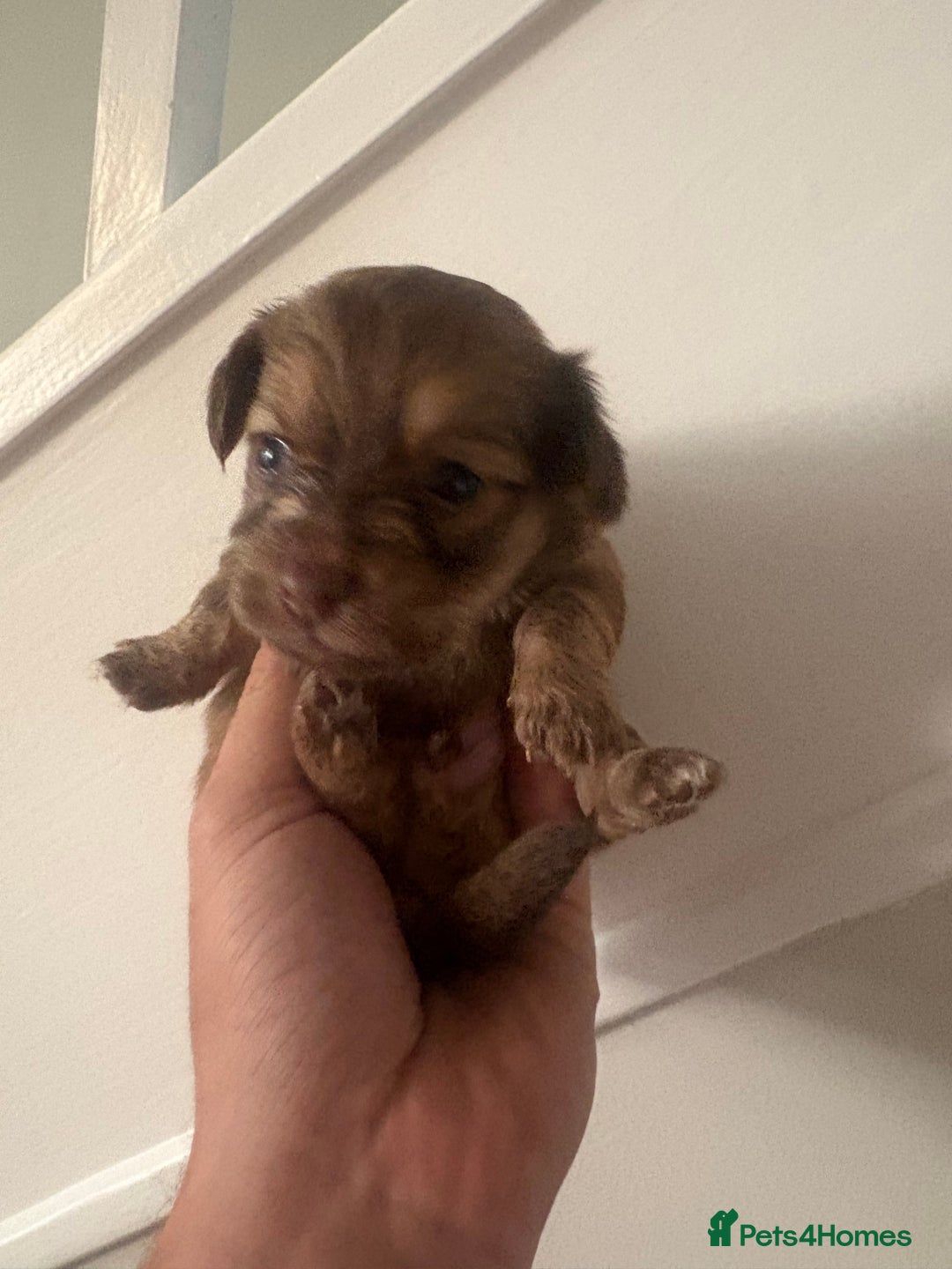 Pomchi dogs for sale: Pomchi - Image 2