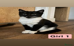 Domestic Shorthair cats for sale: 3 beautiful female Tuxedo Kittens  - Image 2
