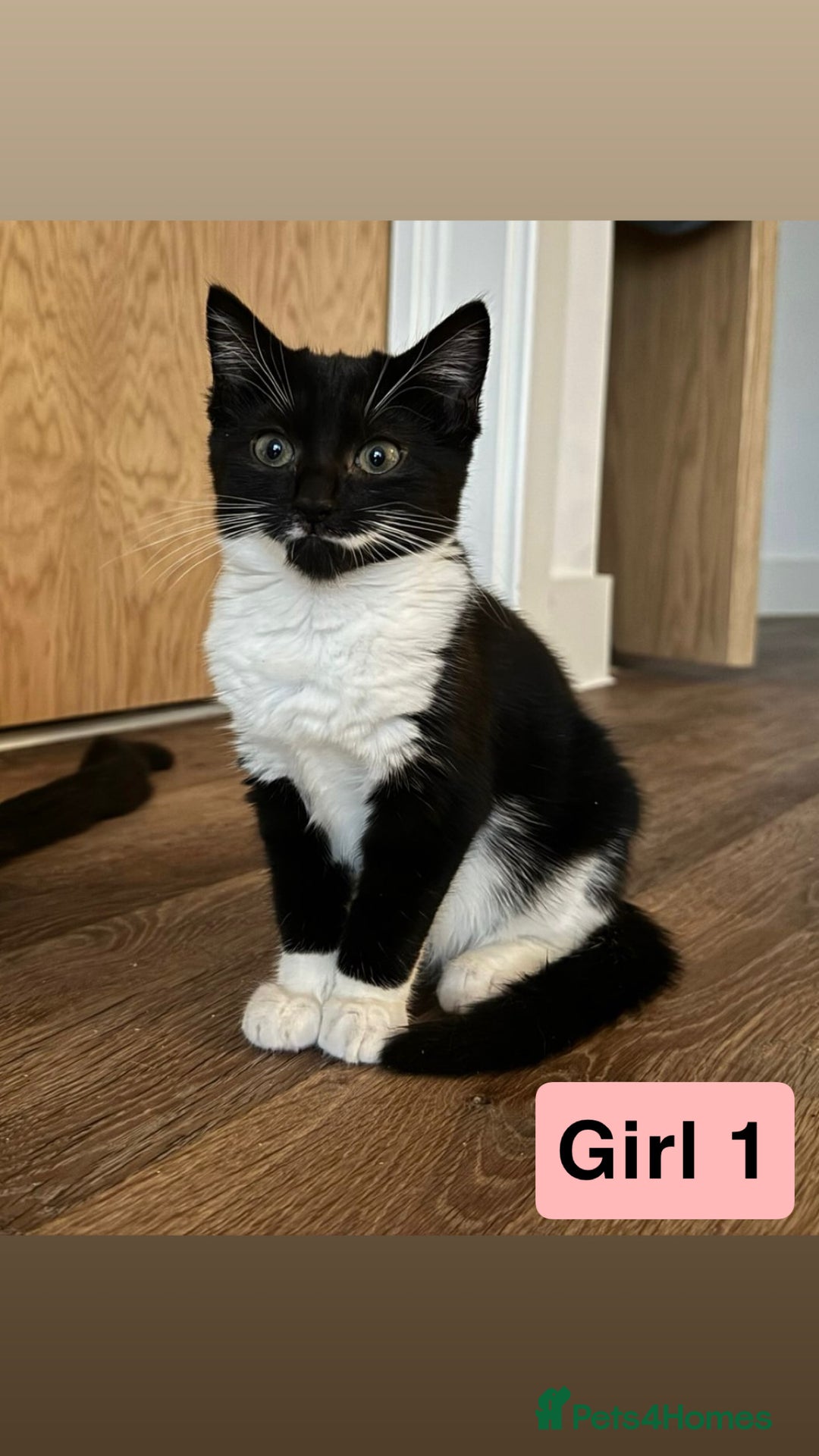 Domestic Shorthair cats for sale: 3 beautiful female Tuxedo Kittens  - Image 2