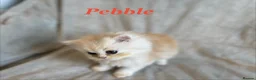 Persian cats for sale: 5 Beautiful Pure Persian Kittens - Advert 2